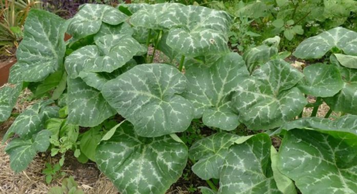 Pumpkin leaf Pumpkin leaf