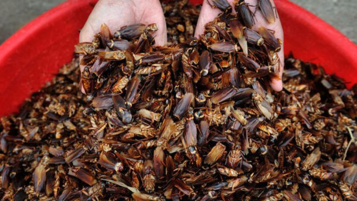 cockroaches