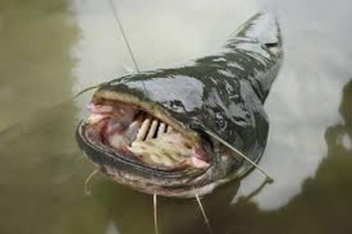 fish(Copy) fish