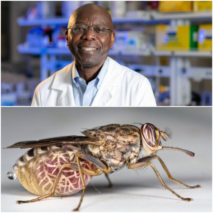 Ghanaian professor awarded $3.3 million grant to research into ‘sleeping sickness’ Ghanaian professor awarded $3.3 million grant to research into ‘sleeping sickness’