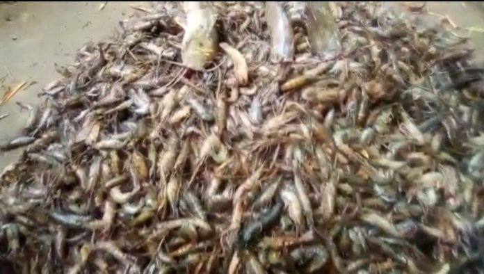 fishes