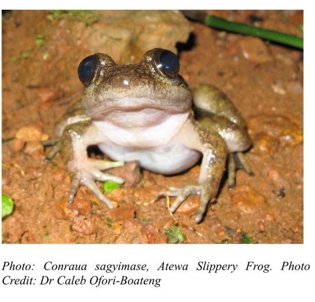 The New Frog Species discovered picture attached. The New Frog Species discovered picture attached.