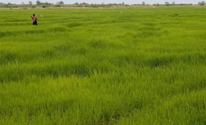 rice farmers rice farmers
