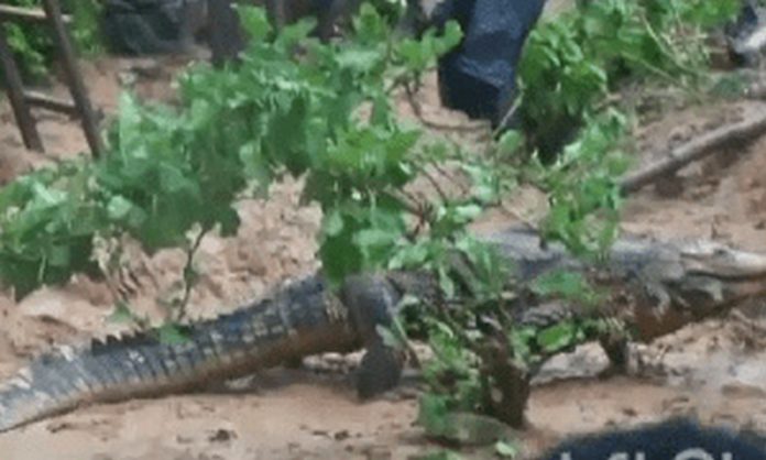 After the libation and other rituals, the two crocodiles went back to the Fum river. After the libation and other rituals, the two crocodiles went back to the Fum river.