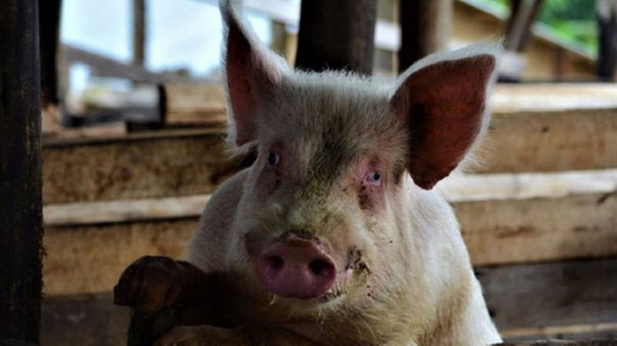 pig pig