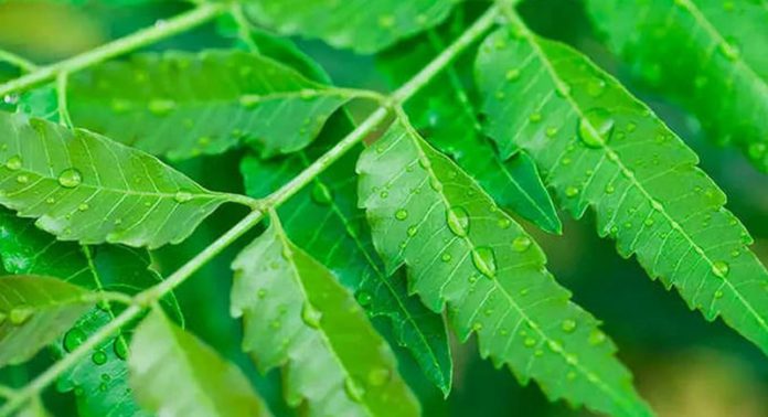 neem tree neem tree