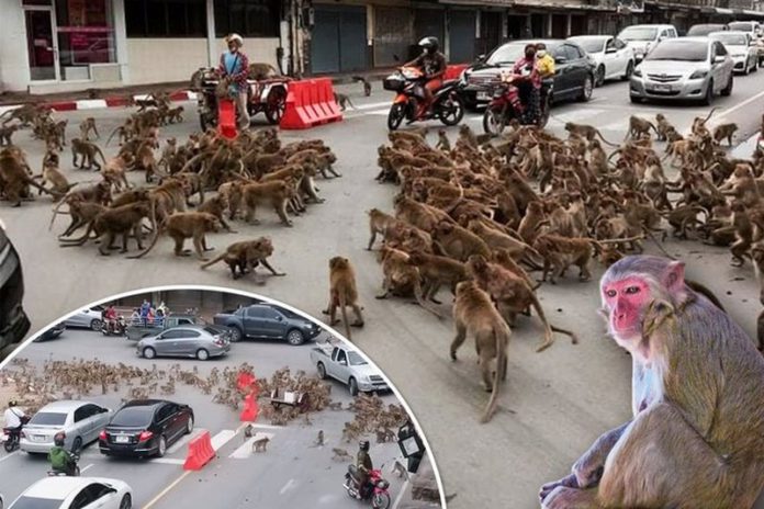 Monkey gangs square up in front of shocked drivers amid a Covid food shortage in Thailand Monkey gangs square up in front of shocked drivers amid a Covid food shortage in Thailand