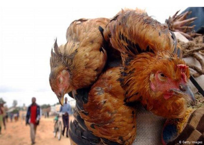 bird flu