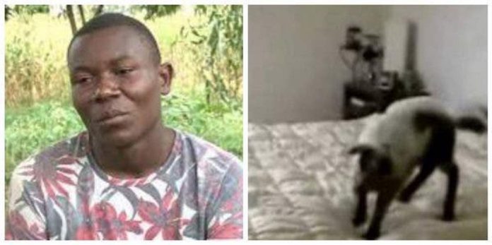 Man-allegedly-loses-his-mind-after-woman-turns-into-goat-while-in-bed-with-him1-600x299 (Copy)
