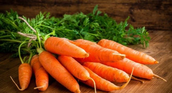 carrot carrot