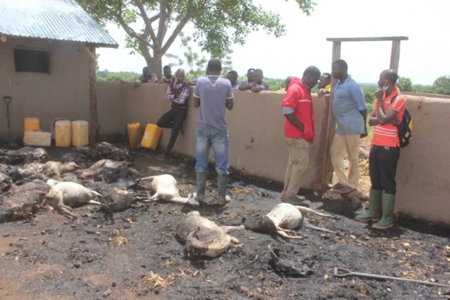 livestock farm fire