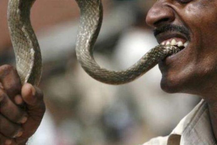 Snake bites man, man bites it back till it dies