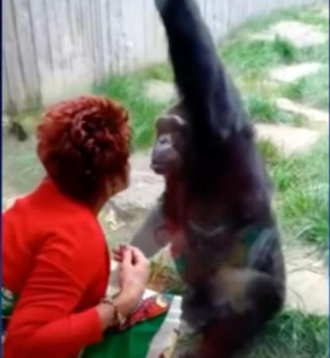 Woman banned from zoo for 'dating' chimpanzee for 4 years