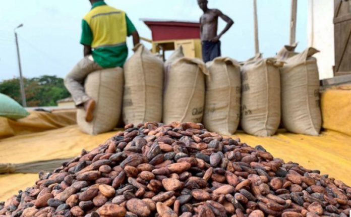 cocoa-bags (Copy)