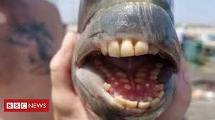 fish