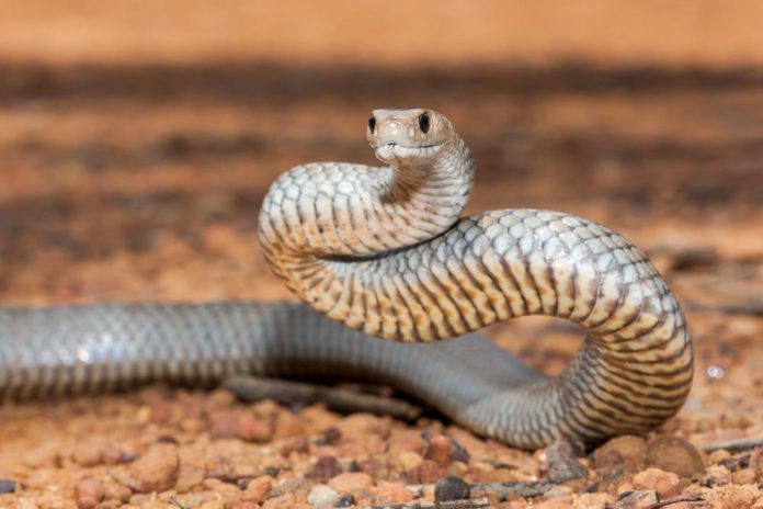 venomous snake (1) (Copy)