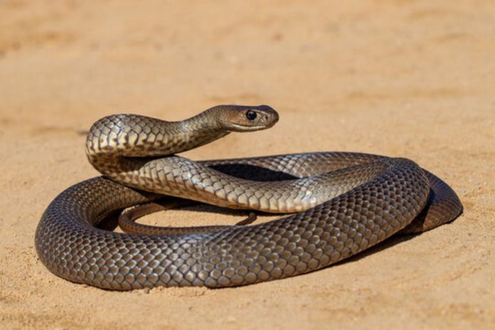 venomous snake (2) (Copy)