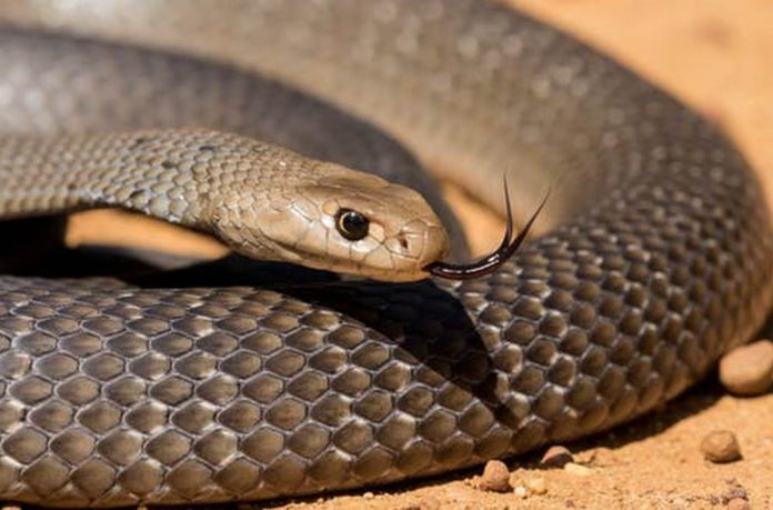 venomous snake (3) (Copy)