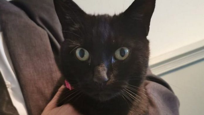 cat