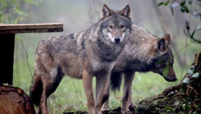 wolves