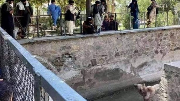 Taliban fighter ‘points gun at miserable bear at Kabul Zoo' Taliban fighter ‘points gun at miserable bear at Kabul Zoo'