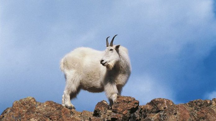 goat