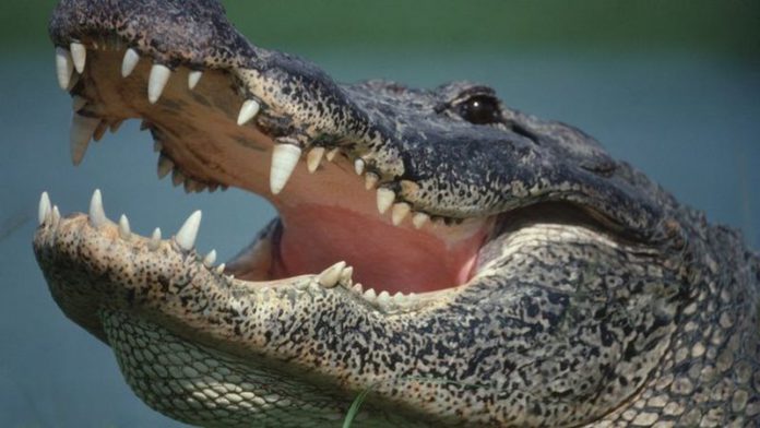 aligator
