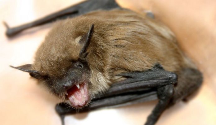 bat