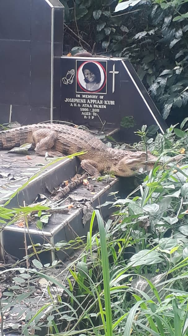 Crocodile invades Chiraa cemetery