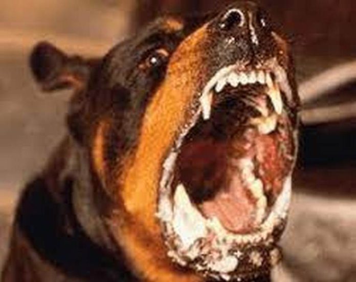 rabbies dog