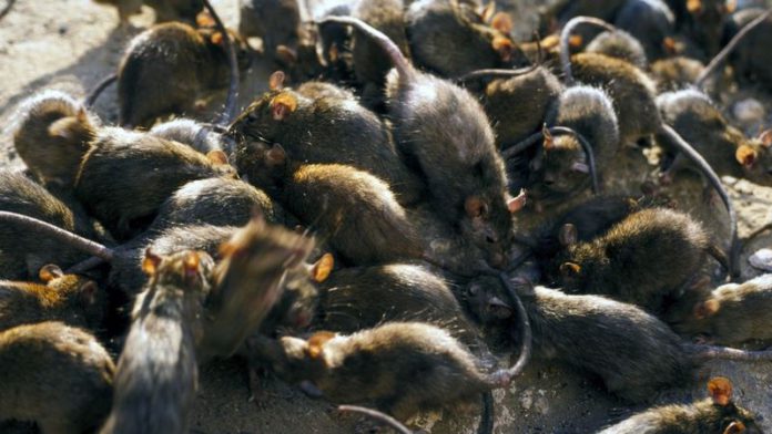 0_black-rat (Copy)