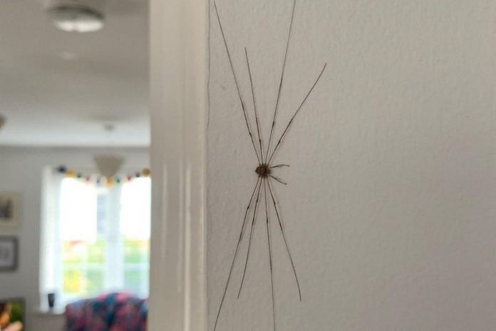 spider