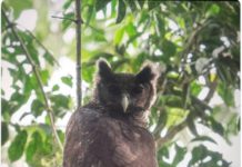 Spectacular and Elusive Bird rediscovered in Atewa Forest
