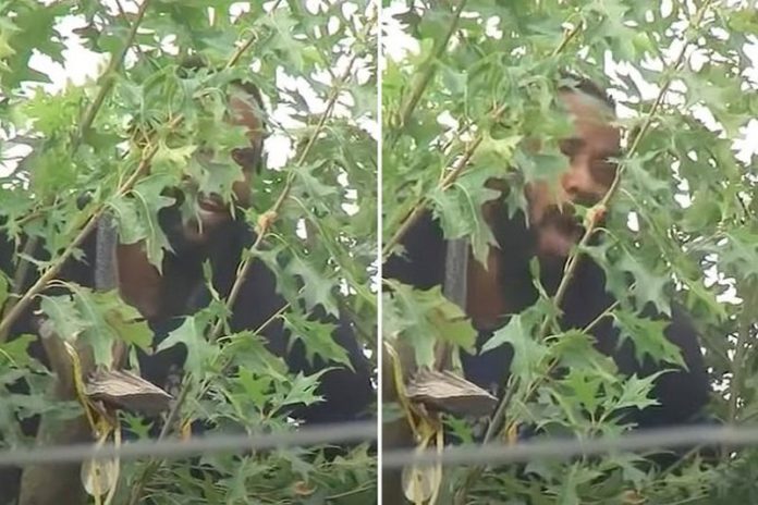 man on tree