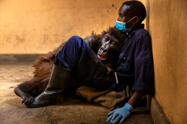 gorilla