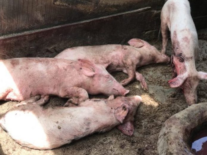 Africa-Swine-Fever-2-565x424 (Copy)