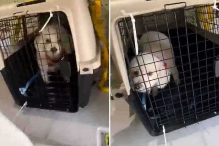 pets in flight