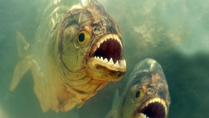 dangerous fish
