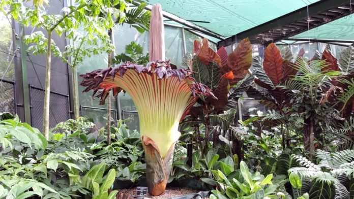 corpse flower