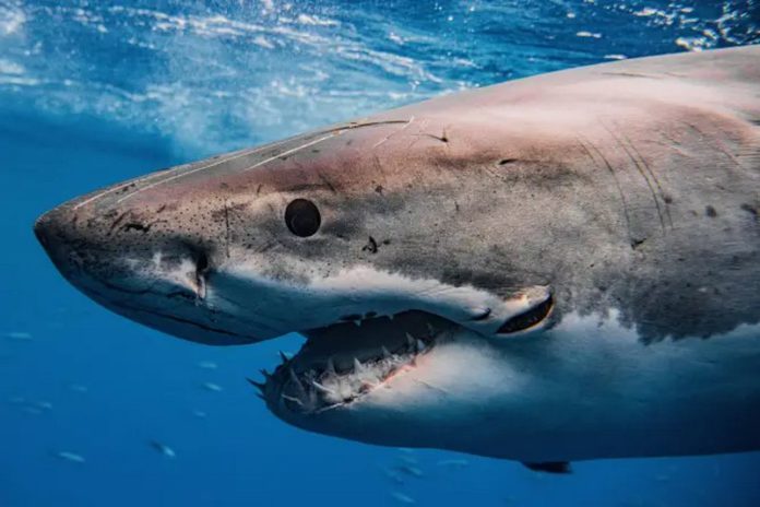 shark(Copy)