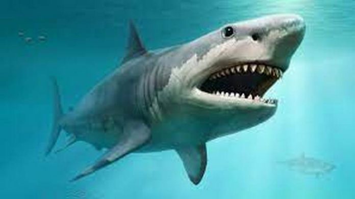 shark
