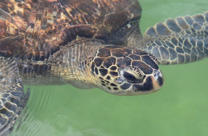 GETTY IMAGES: The exact cause of the rare cases of turtle meat being poisonous is not clear