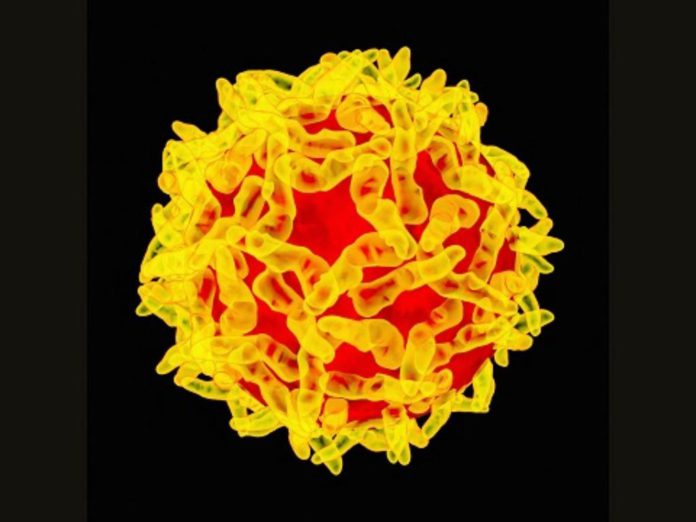 Yellow fever