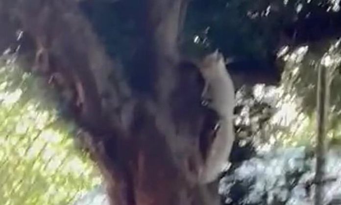 SQUIRREL
