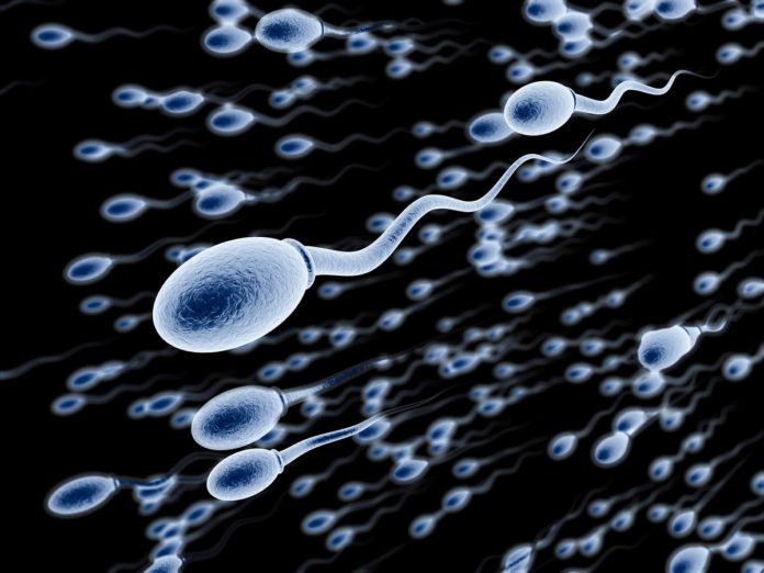 sperm cell