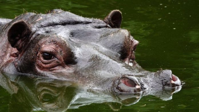 2 hippos test positive for COVID-19