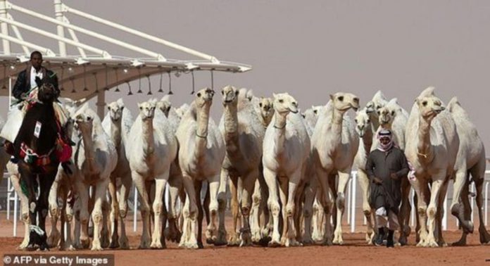 Camels