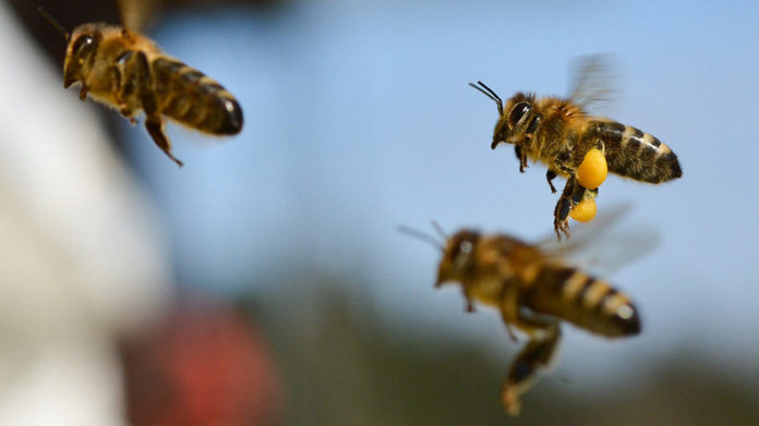 Bees RT