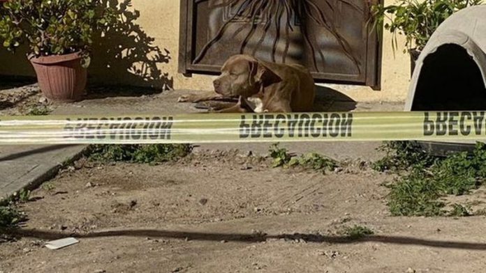 Lourdes Maldonado Lopez's dog waiting for her return (Image: Reddit)