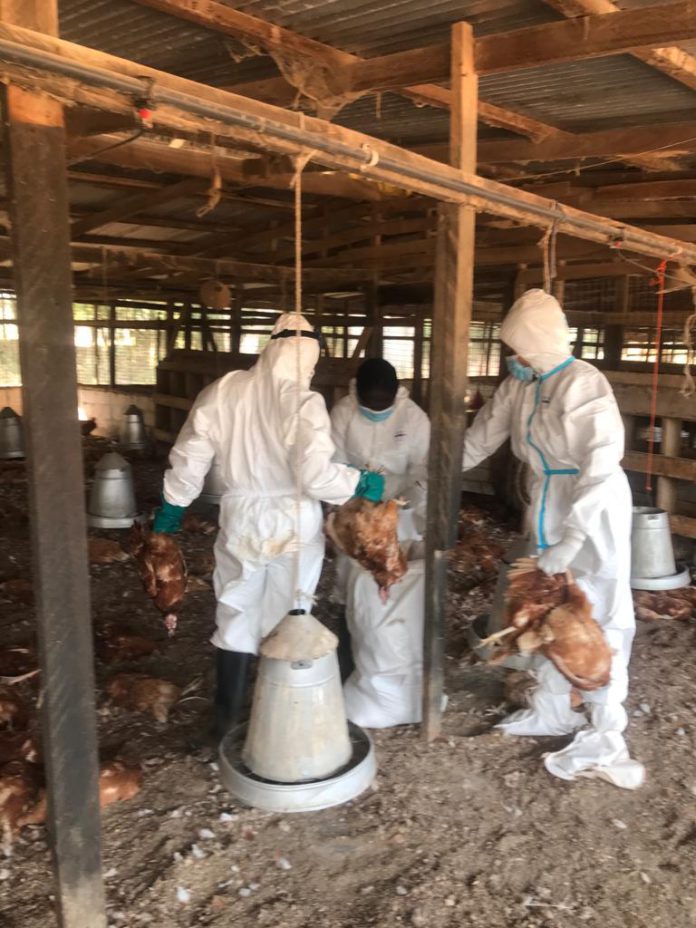 Bird Flu